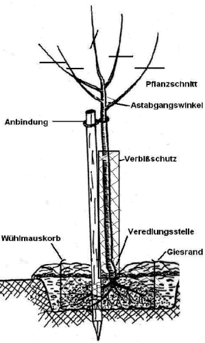 Pflanzung von Obstbaum-Hochst&auml;mmen