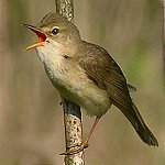 Sumpfrohrs&auml;nger